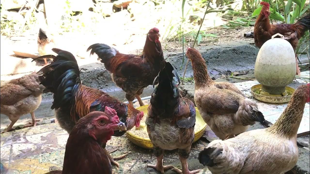 ga doi hoa binh
